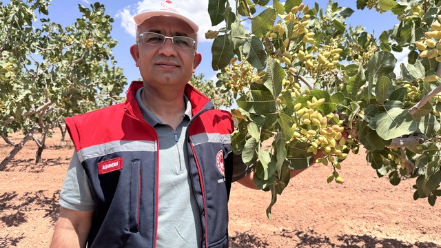 Siirt'te fıstık rekoltesini belirlemek için oluşturulan komisyon çalışmalarına başladı