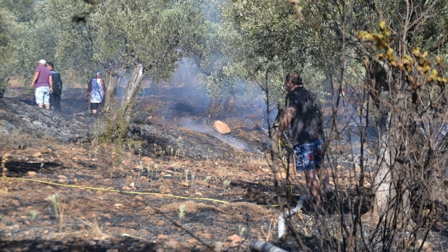 Ayvalık'ta yerleşim yeri yakınında zeytinlik yangını