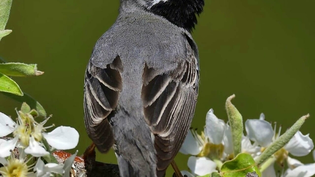 'İzmir'de yanan bölgelerde minimum 30 kuş türü etkilendi'