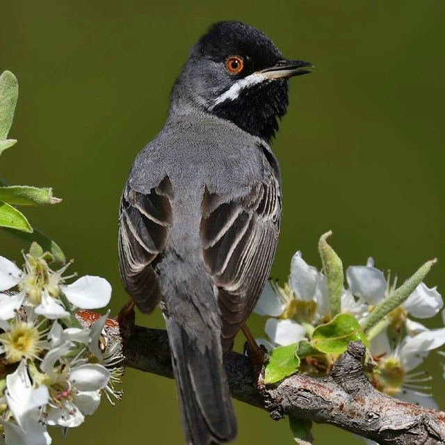 'İzmir'de yanan bölgelerde minimum 30 kuş türü etkilendi'