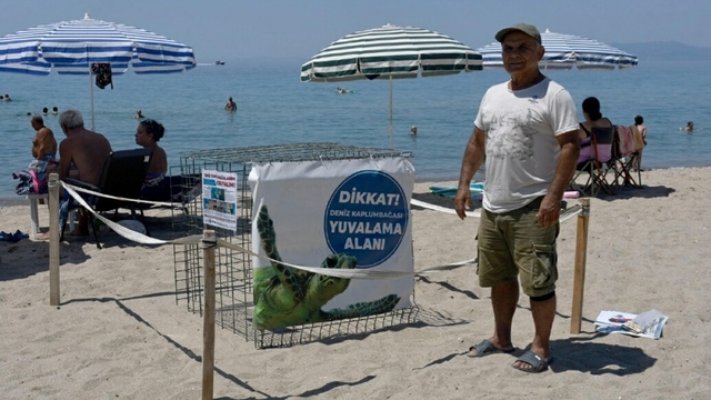 Kuşadası'nda yılın ilk caretta caretta yuvası tespit edildi