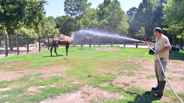 Çöl sıcaklarından bunalan develer hortumla su sıkılarak serinletildi