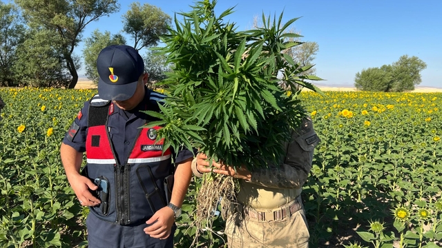 Kırşehir'de ayçiçeği tarlasında kenevir yetiştiren 2 şüpheli yakalandı