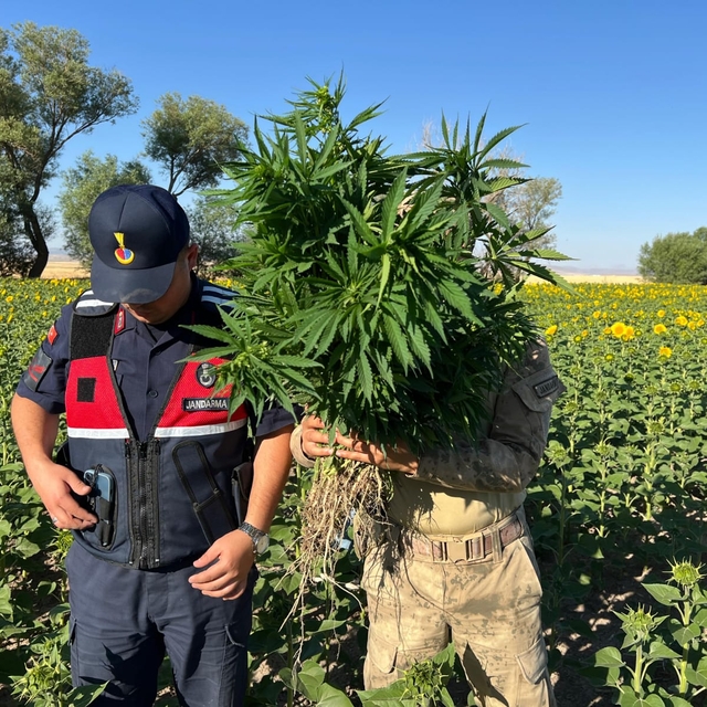 Kırşehir'de ayçiçeği tarlasında kenevir yetiştiren 2 şüpheli yakalandı