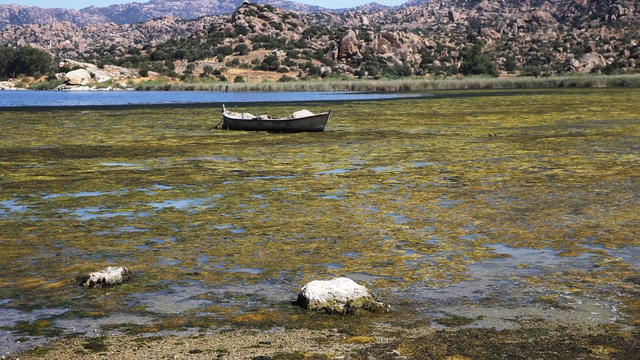 Sıcaklığın artmasıyla suyu çekilmeye başlayan Bafa Gölü'nde kirlilik yaşanıyor