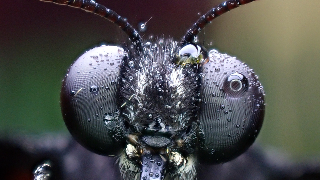 Tropikal bahçenin kelebekleri makro objektifle yakından görüntülendi
