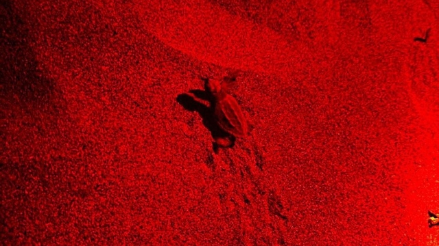 Caretta caretta yavruları denizle buluştu