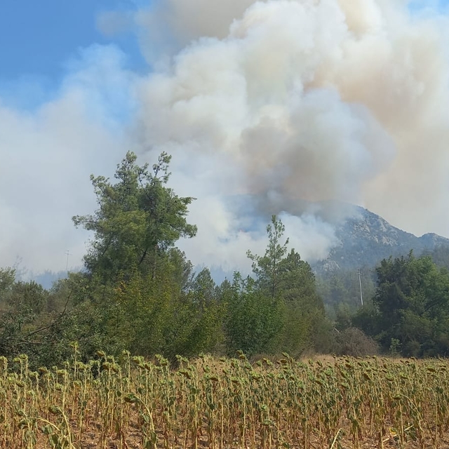 Bilecik'te ormanlık alana sıçrayan yangına müdahale ediliyor