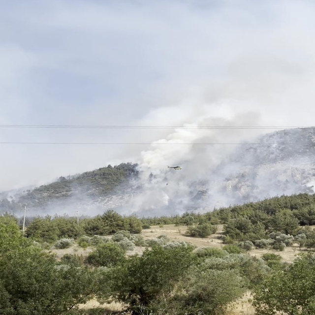 Bilecik'te orman yangını
