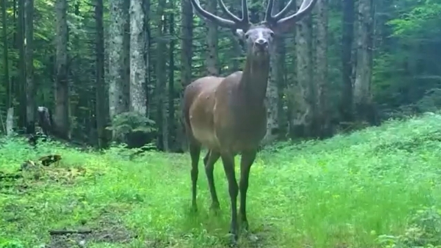 Bursa'da kızılgeyik fotokapanla görüntülendi