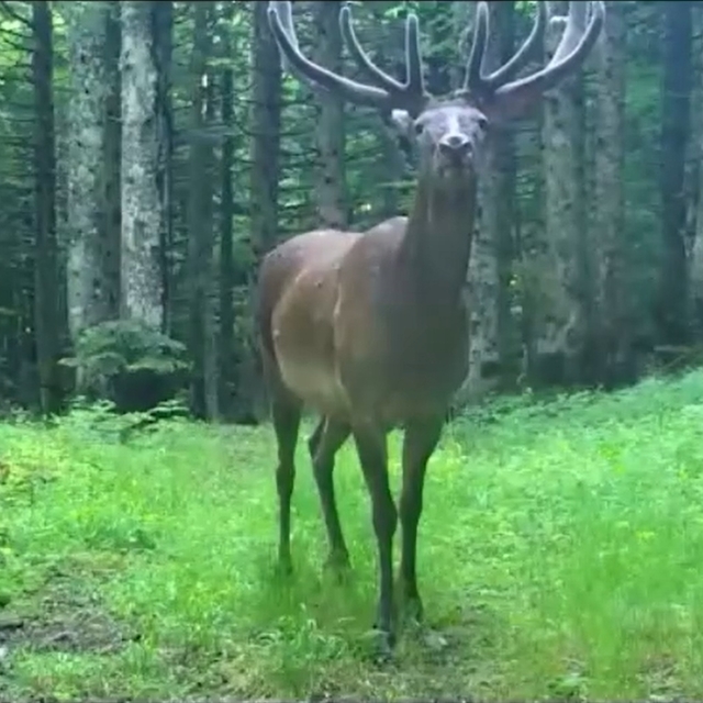 Bursa'da kızılgeyik fotokapanla görüntülendi