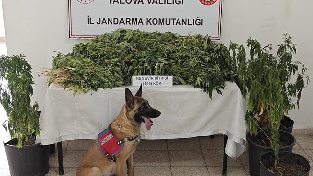 Yalova'da ormanlık alanda Hint keneviri yetiştiren şüpheli tutuklandı