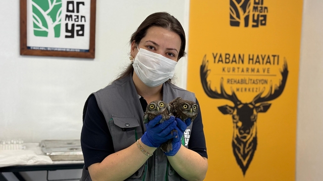 Kocaeli'de evin bacasında mahsur kalan iki baykuş kurtarıldı