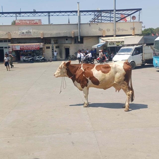 Mezbahadan kaçan inek, ortalığı birbirine kattı