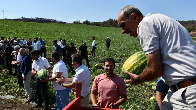 Bilecik'te yangınlardan etkilenen çiftçinin yetiştirdiği karpuzu Türkiye Tarım Kredi Kooperatifleri aldı