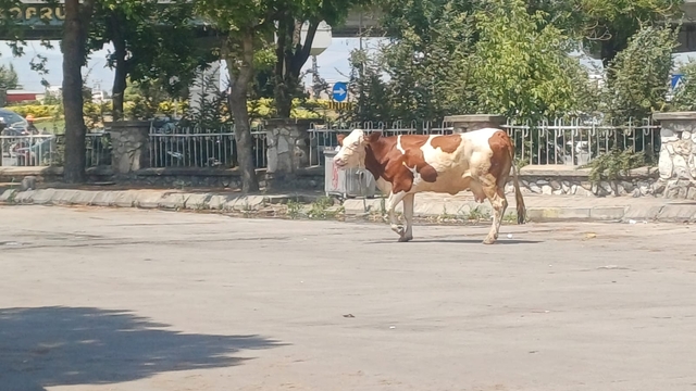 Salihli'de mezbahadan kaçan inek güçlükle yakalandı