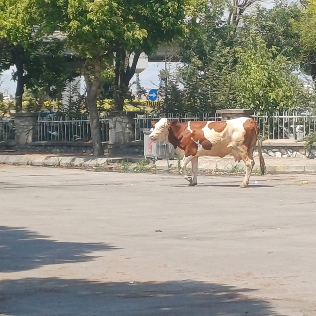 Salihli'de mezbahadan kaçan inek güçlükle yakalandı