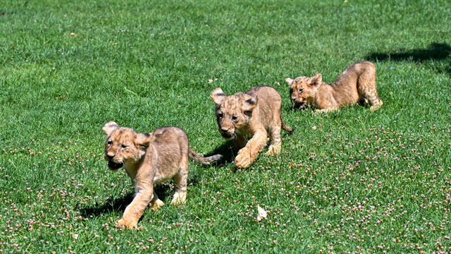Cumhurbaşkanı Erdoğan'a hediye edilen aslanların yeni doğan 3 yavrusuna isim aranıyor