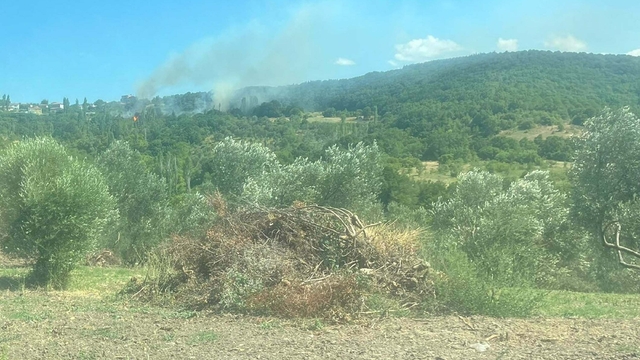 Çanakkale'deki orman yangınının çıkış nedeni, sigara izmariti