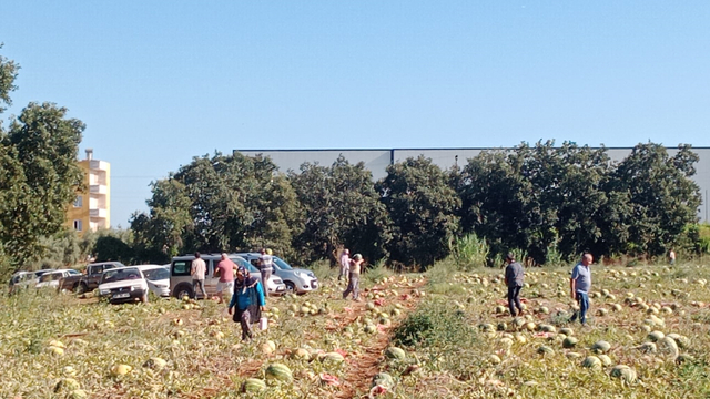 Tarladaki 120 ton karpuzunu hayrına dağıttı