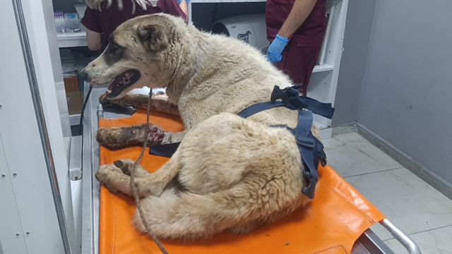 İslahiye'de yaralı halde bulunan sahipsiz köpek tedaviye alındı