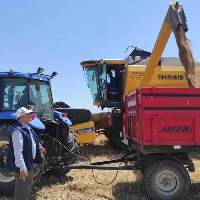 Sorgun'da buğday hasadı başladı