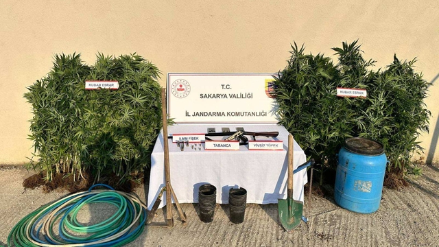 Hendek'te evinde ve bahçesinde kenevir yetiştiren şüpheli tutuklandı