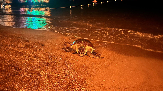 İnsanların ilgisi, yumurtlamak isteyen caretta carettayı denize geri döndürdü