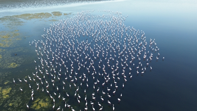 Yozgat'ta flamingolar jandarma ekiplerince korunuyor