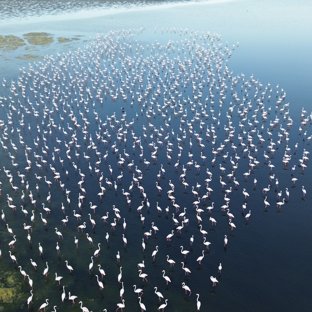 Yozgat'ta flamingolar jandarma ekiplerince korunuyor