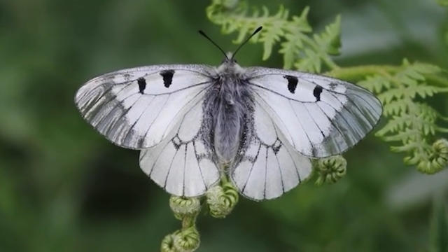 Nesli tehlike altındaki 'Dumanlı Apollo' Uludağ'da görüntülendi