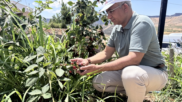 Siirt'te yüksek rakımda deneme üretimi yapılan böğürtlen olumlu sonuç verdi