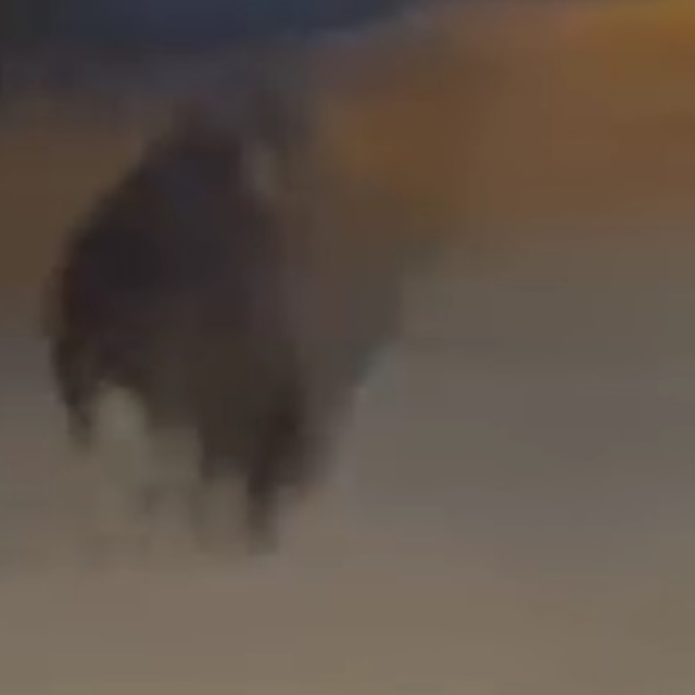 Sakarya'da kırsal mahalleye inen ayı görüntülendi