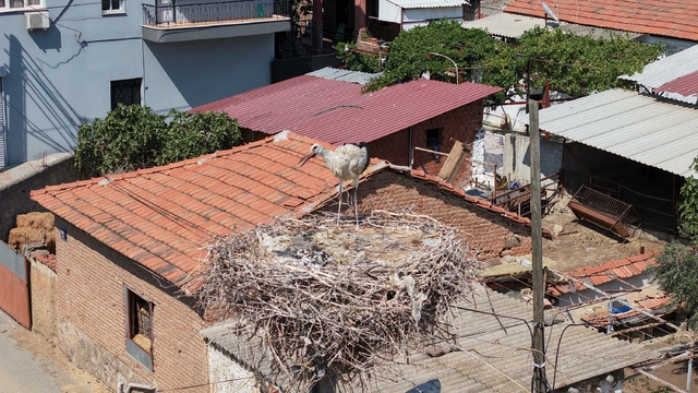 İzmir'de ayağına ip dolanıp yuvasında mahsur kalan yavru leylek kurtarıldı