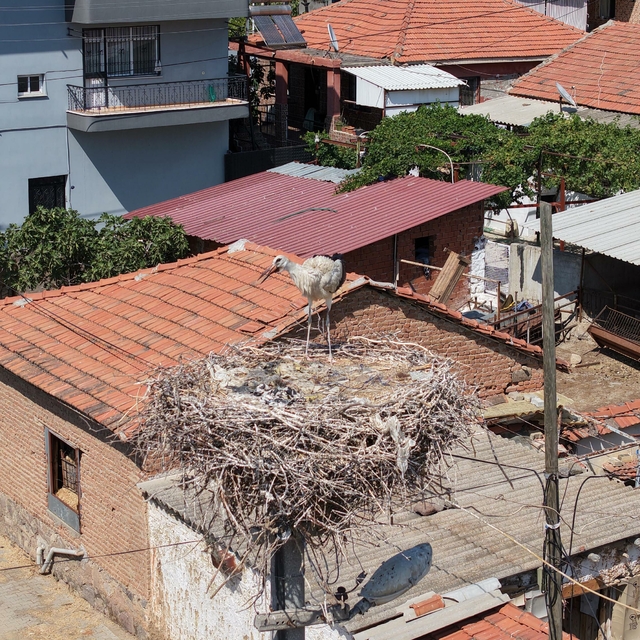 İzmir'de ayağına ip dolanıp yuvasında mahsur kalan yavru leylek kurtarıldı