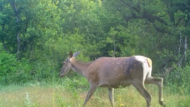 Erkekten sonra dişi kızılgeyik de fotokapanla görüntülendi