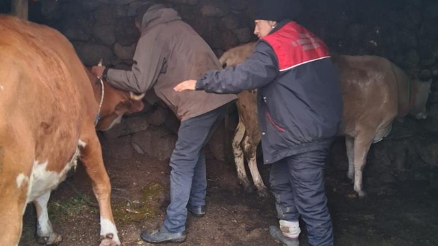 Rize'de büyükbaş ve küçükbaş hayvanlara şap aşısı yapıldı