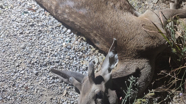 Yolda ölü kızılgeyik bulundu