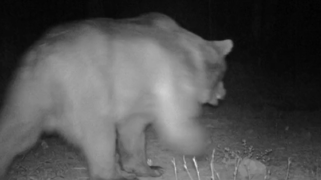 Karabük'te yaban hayatı fotokapana yansıdı