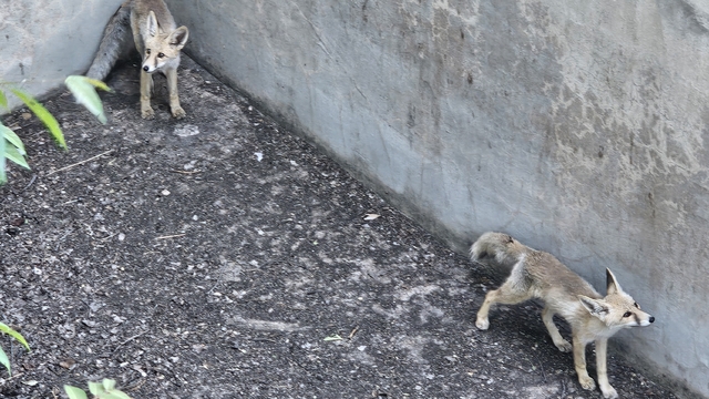 Erzincan'da boş havuza düşen iki tilki itfaiye ekiplerince kurtarıldı