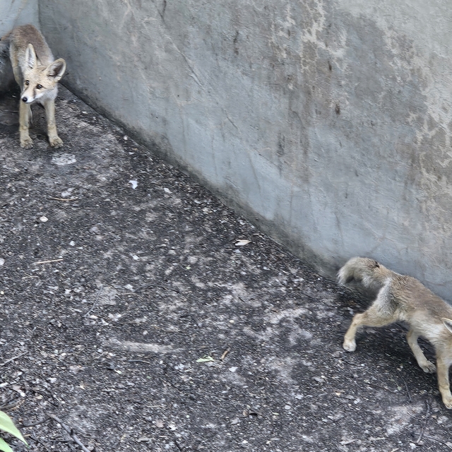 Erzincan'da boş havuza düşen iki tilki itfaiye ekiplerince kurtarıldı