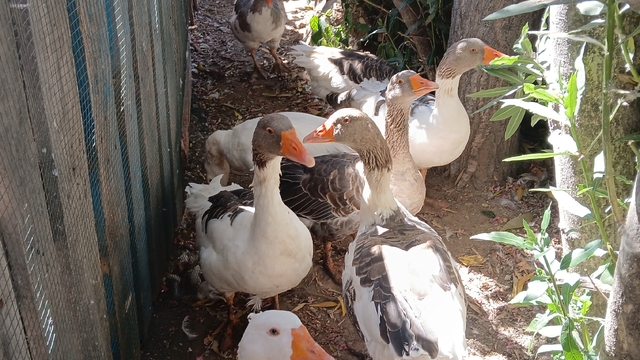 Denizde yüzdükleri için şikayet edilen kazlar kümese kapatıldı