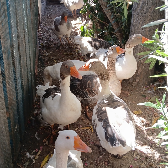 Denizde yüzdükleri için şikayet edilen kazlar kümese kapatıldı