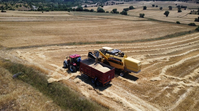 Eflani'de 46 bin dekar alana ekili hububatın hasadı başladı