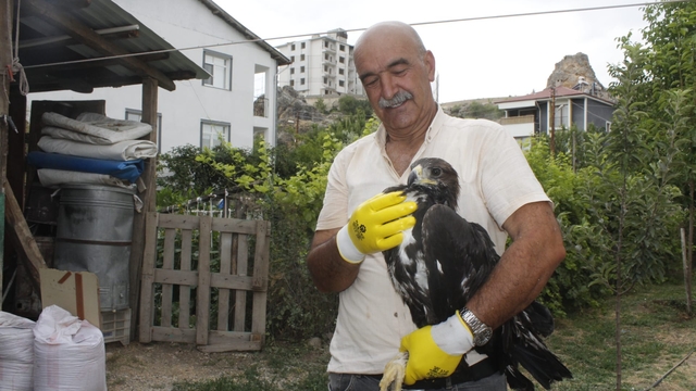 Tunceli'de bitkin bulunan kaya kartalı koruma altına alındı