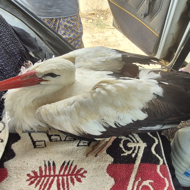 Kırıkkale'de yaralı halde bulunan leylek tedaviye alındı