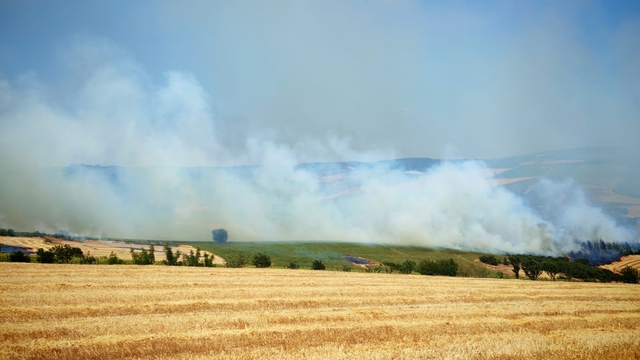 Tekirdağ'da anız yangını ormana sıçradı