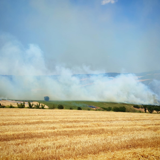 Tekirdağ'da anız yangını ormana sıçradı