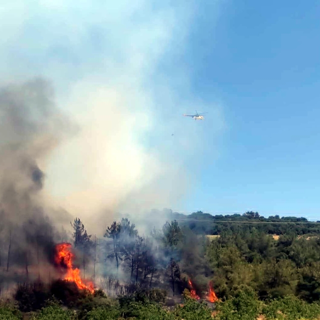 Tekirdağ'da orman yangını