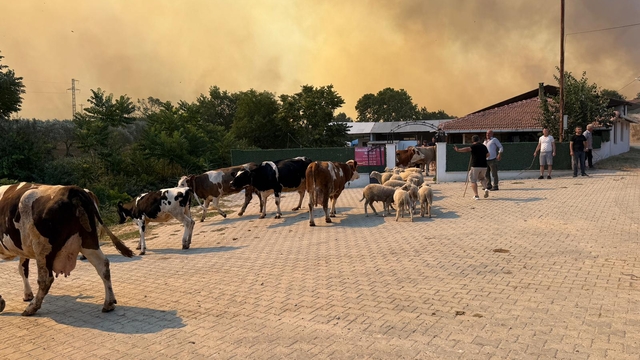 GÜNCELLEME - Tekirdağ'da anız yangını ormana sıçradı